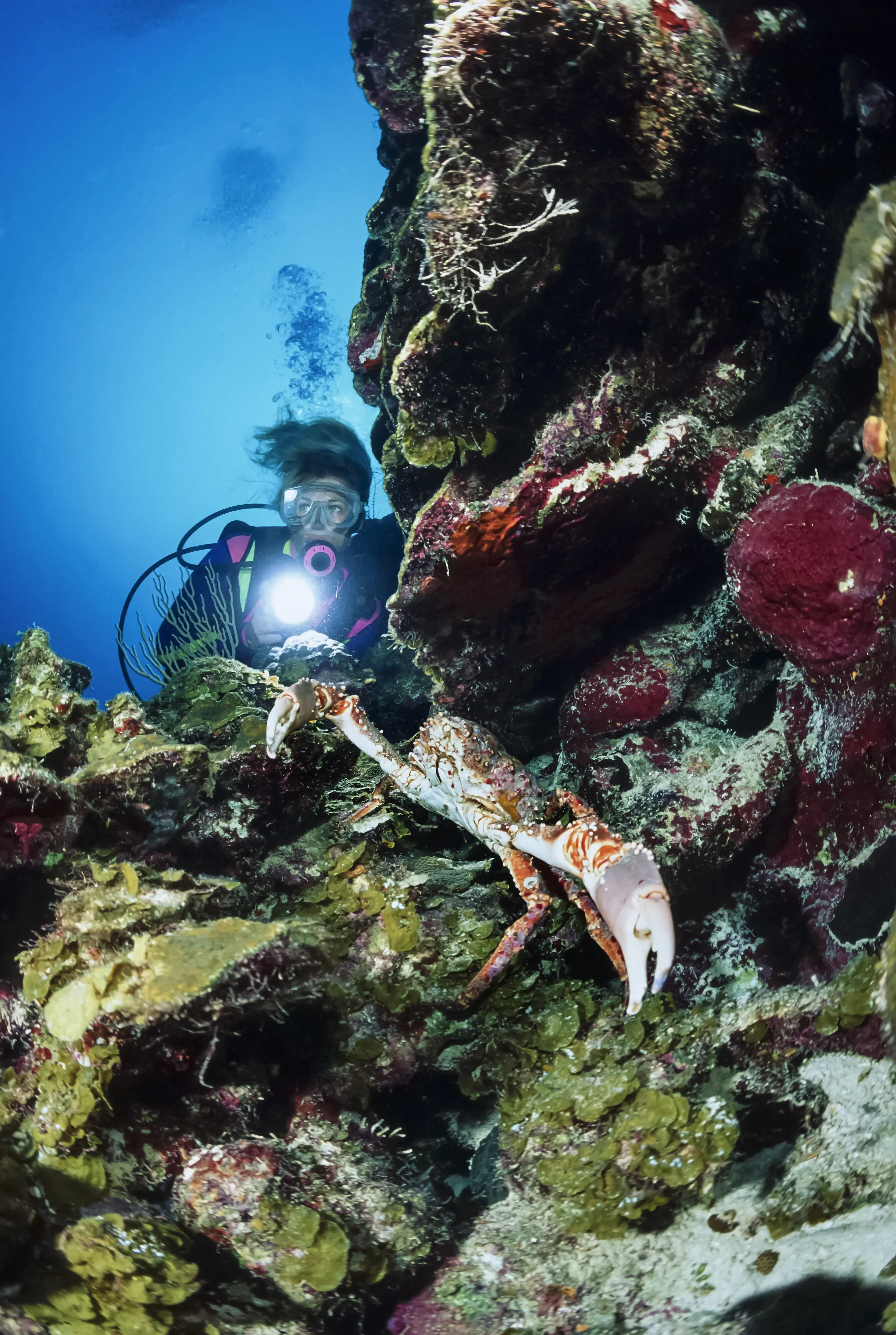 Karibisches Meer, Belize, Unterwasserfoto: Ein Taucher in der Nähe einer großen Seespinne (Maja squinado) – Filmscan.